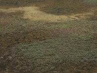 Littorella uniflora 57, Oeverkruid, Saxifraga-Hans Boll