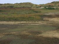 Littorella uniflora 58, Oeverkruid, Saxifraga-Hans Boll