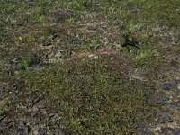 Littorella uniflora 59, Oeverkruid, Saxifraga-Hans Boll