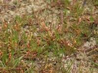 Littorella uniflora 62, Oeverkruid, Saxifraga-Hans Boll