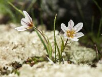 Lloydia serotina 3, Saxifraga-Luuk Vermeer