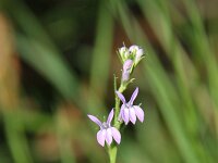 Lobelia urens 2, Saxifraga-Dirk Hilbers