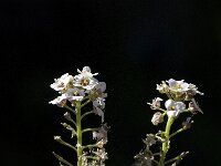 Lobularia maritima 12, Zilverschildzaad, Saxifraga-Willem van Kruijsbergen