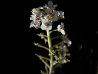 Lobularia maritima 13, Zilverschildzaad, Saxifraga-Jan van der Straaten