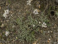 Lobularia maritima 14, Zilverschildzaad, Saxifraga-Willem van Kruijsbergen