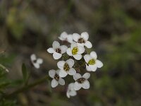 Lobularia maritima 16, Zilverschildzaad, Saxifraga-Willem van Kruijsbergen