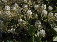 Lobularia maritima 17, Zilverschildzaad, Saxifraga-Jan van der Straaten