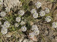 Lobularia maritima 19, Zilverschildzaad, Saxifraga-Jan van der Straaten