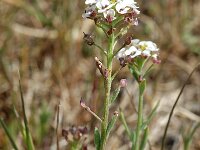 Lobularia maritima 2, Zilverschildzaad, Saxifraga-Jan van der Straaten