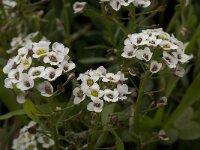 Lobularia maritima 20, Zilverschildzaad, Saxifraga-Willem van Kruijsbergen