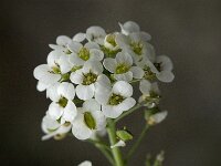 Lobularia maritima 24, Zilverschildzaad, Saxifraga-Willem van Kruijsbergen