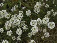 Lobularia maritima 27, Zilverschildzaad, Saxifraga-Willem van Kruijsbergen