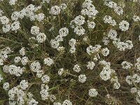 Lobularia maritima 28, Zilverschildzaad, Saxifraga-Jan van der Straaten