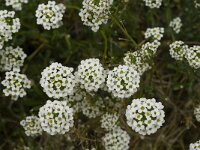Lobularia maritima 29, Zilverschildzaad, Saxifraga-Jan van der Straaten