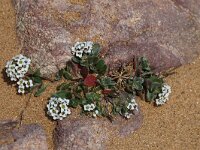 Lobularia maritima 3, Zilverschildzaad, Saxifraga-Jan van der Straaten