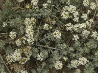 Lobularia maritima 30, Zilverschildzaad, Saxifraga-Jan van der Straaten