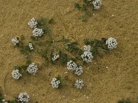 Lobularia maritima 31, Zilverschildzaad, Saxifraga-Jan van der Straaten