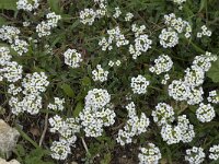 Lobularia maritima 32, Zilverschildzaad, Saxifraga-Willem van Kruijsbergen