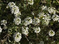 Lobularia maritima 33, Zilverschildzaad, Saxifraga-Jan van der Straaten