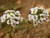 Lobularia maritima 34, Zilverschildzaad, Saxifraga-Willem van Kruijsbergen