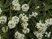 Lobularia maritima 35, Zilverschildzaad, Saxifraga-Jan van der Straaten