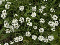 Lobularia maritima 36, Zilverschildzaad, Saxifraga-Jan van der Straaten