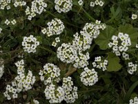 Lobularia maritima 37, Zilverschildzaad, Saxifraga-Jan van der Straaten