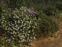 Lobularia maritima 38, Zilverschildzaad, Saxifraga-Jan van der Straaten
