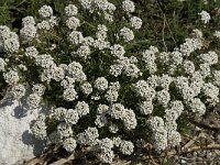Lobularia maritima 39, Zilverschildzaad, Saxifraga-Willem van Kruijsbergen