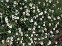 Lobularia maritima 4, Zilverschildzaad, Saxifraga-Jan van der Straaten