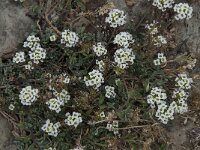 Lobularia maritima 41, Zilverschildzaad, Saxifraga-Willem van Kruijsbergen