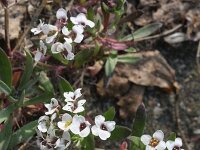 Lobularia maritima 42, Zilverschildzaad, Saxifraga-Rutger Barendse