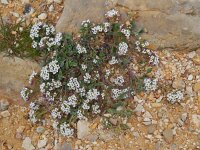 Lobularia maritima 43, Zilverschildzaad, Saxifraga-Ed Stikvoort