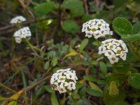 Lobularia maritima 44, Zilverschildzaad, Saxifraga-Ed Stikvoort