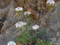 Lobularia maritima 45, Zilverschildzaad, Saxifraga-Ed Stikvoort