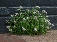Lobularia maritima 46, Zilverschildzaad, Saxifraga-Ed Stikvoort