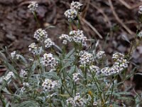 Lobularia maritima 47, Zilverschildzaad, Saxifraga-Ed Stikvoort