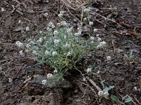 Lobularia maritima 48, Zilverschildzaad, Saxifraga-Ed Stikvoort