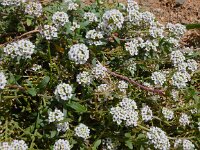Lobularia maritima 49, Zilverschildzaad, Saxifraga-Peter Meininger
