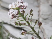 Lobularia maritima 5, Zilverschildzaad, Saxifraga-Rutger Barendse