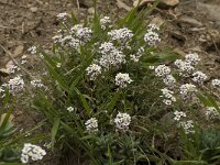 Lobularia maritima 7, Zilverschildzaad, Saxifraga-Willem van Kruijsbergen