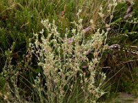 Logfia minima 2, Dwergviltkruid, Saxifraga-Ed Stikvoort