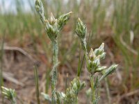 Logfia minima 5, Dwergviltkruid, Saxifraga-Ed Stikvoort