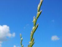 Lolium perenne 11, Engels raaigras, Saxifraga-Ed Stikvoort