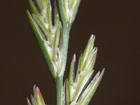 Lolium perenne 4, Engels raaigras, Saxifraga-Rutger Barendse