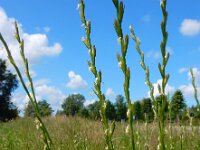 Lolium perenne 8, Engels raaigras, Saxifraga-Ed Stikvoort