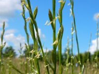 Lolium perenne 10, Engels raaigras, Saxifraga-Ed Stikvoort