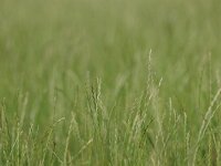 Lollium perenne Perennial ryegrass detail  the most common grass in farmland : Lollium, Netherlands, Perennial, agricultural, agriculture, atmosphere, backgrounds, blade, close-up, copy space, cultivated, dairy, dutch, environment, farm, farming, farmland, field, frame, fresh, full, fullframe, grass, grassland, green, growth, healthy, land, landscape, leaf, macro, meadow, mood, natural, nature, outdoors, perenne, plants, ripe, rural, rye, ryegrass, scenics, seed, spring, springtime, stem, straw, summer