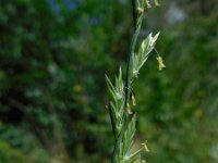 Lolium perenne 9, Engels raaigras, Saxifraga-Ed Stikvoort