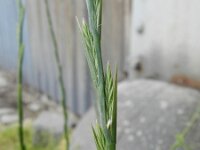 Lolium remotum 2, Vlasdolik, Saxifraga-Rutger Barendse